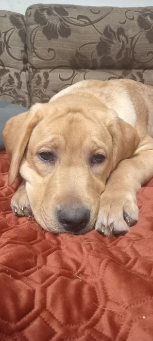 Шикарний хлопчик чекає на маму і тата