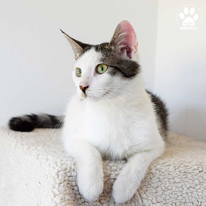 Cudowny kocurek Tornado do adopcji!