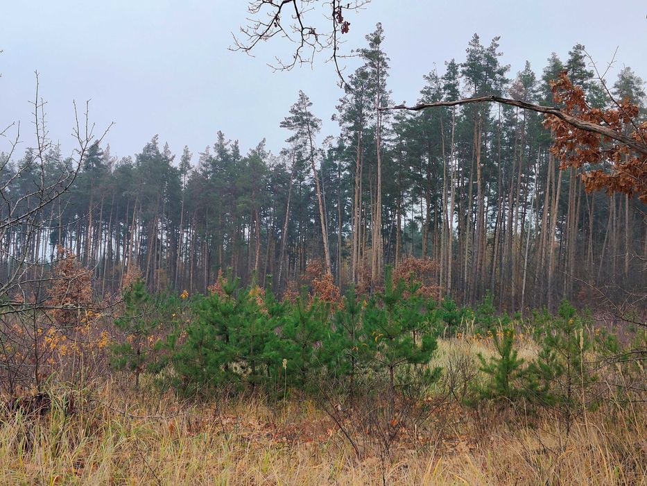 Ділянка 15 сот під забудову в найкращій локації під лісом | Дмитрівка