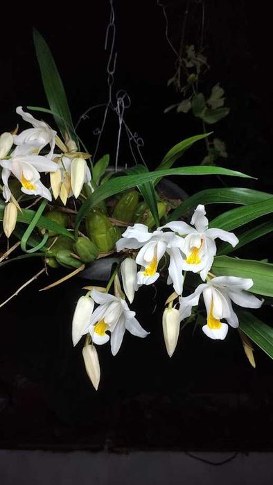 Orquídea Noiva Típica.