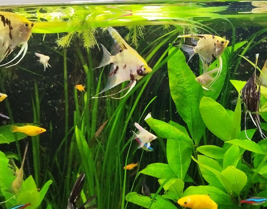 Młode skalary sprzedam