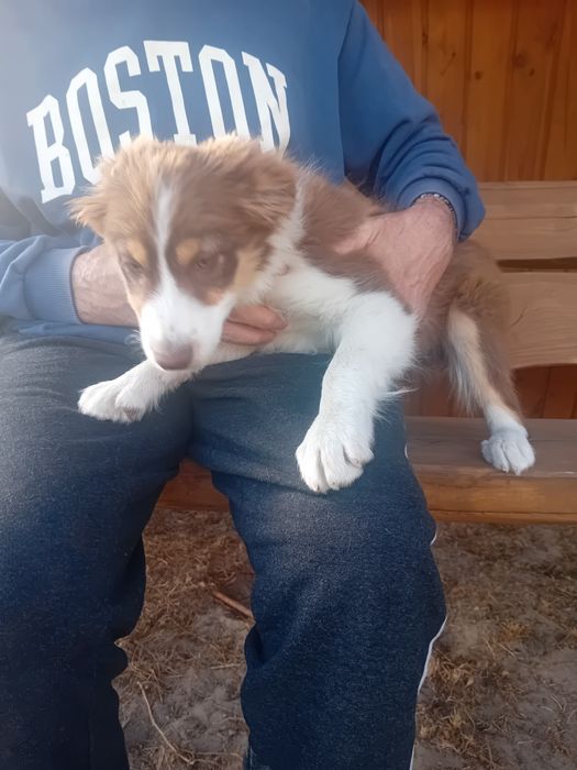 Suczka border collie