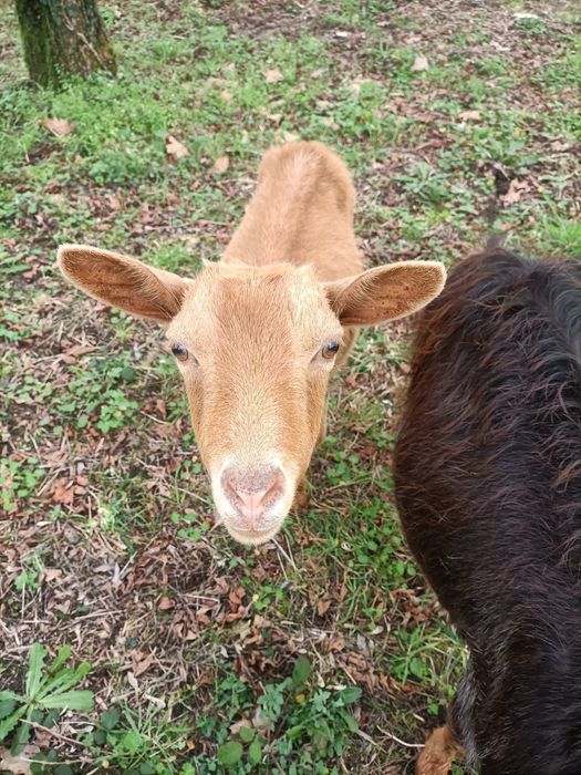 Cabras e ovelhas