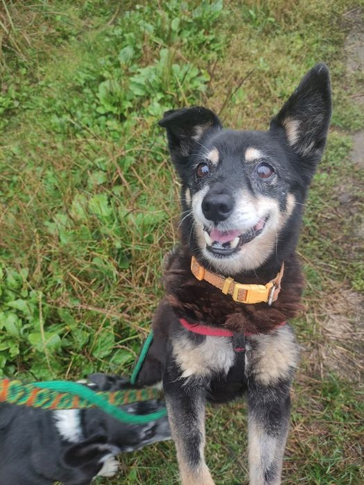 Mała i starsza sunia szuka domu