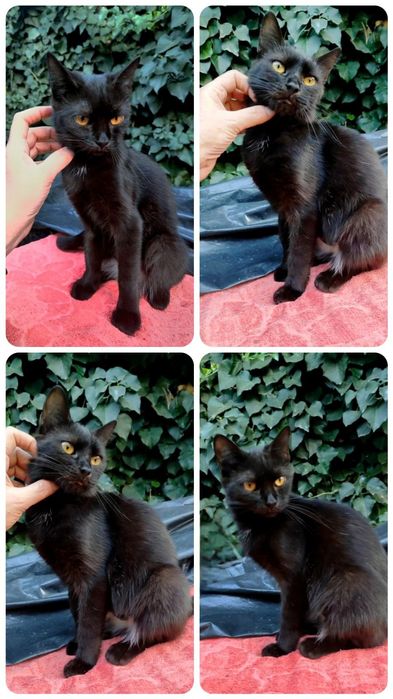Отдам даром в добрые руки черную кошечку метис шотландки