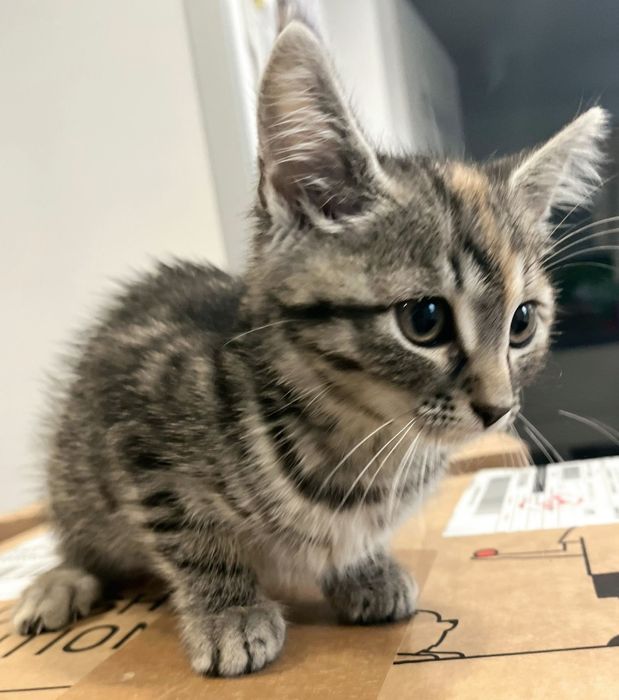 Malinka szuka domu !!!