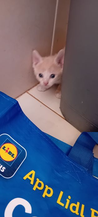 Gatinhos para adopção
