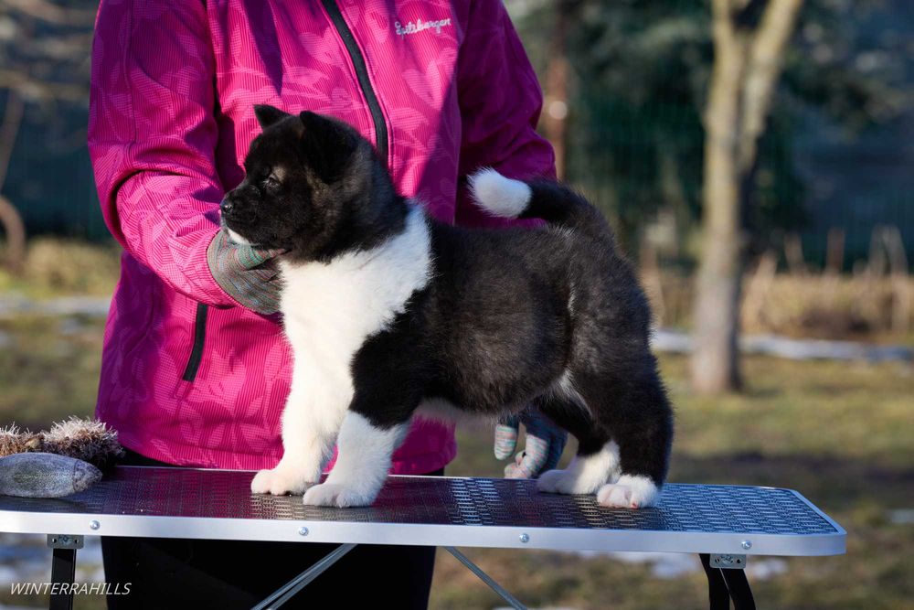 Американська Акіта ~ Американская Акита