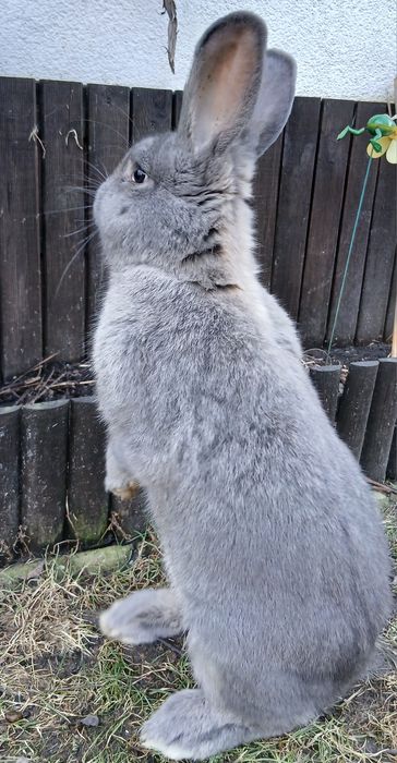Królik hodowlany Samiec