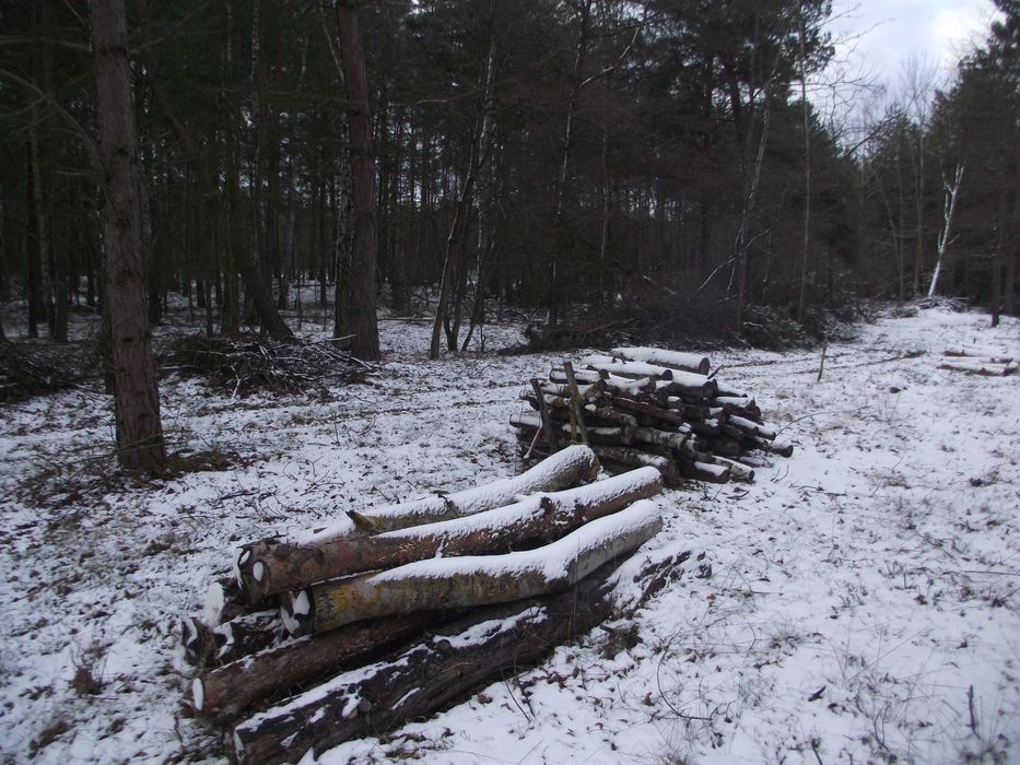 drewno opałowe na sprzedaż