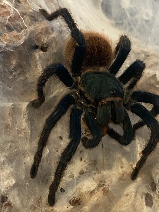 Samica chromatopelma cyaneopubescens