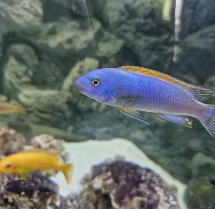 Labeotropheus tumbi west