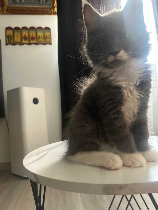 Maine Coon Macho de Excelente Linhagem Disponível