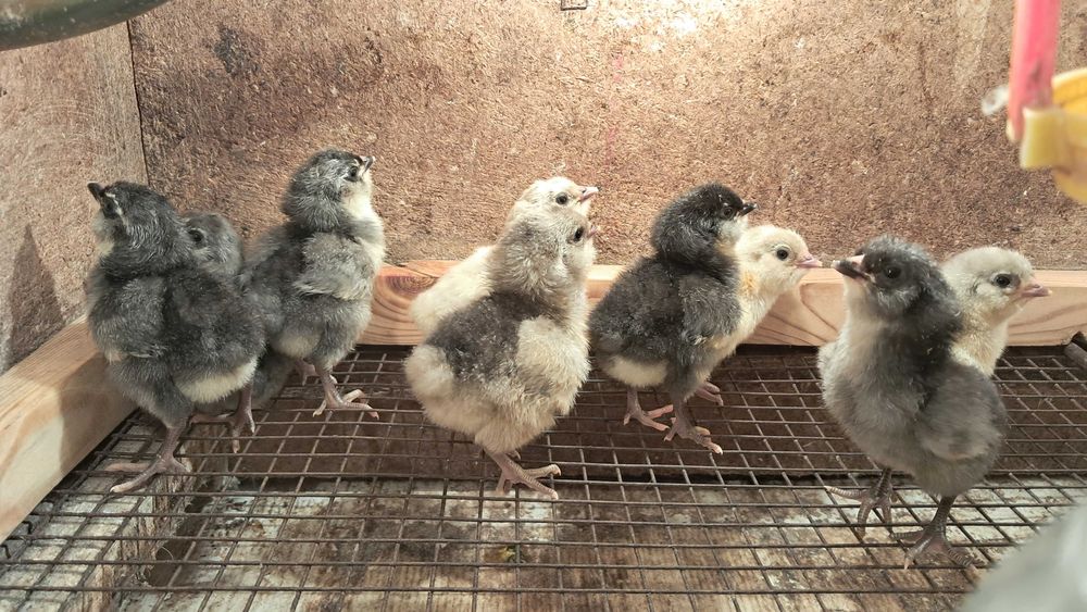 Амераукана інкубаційні яйця, курчата під замовлення