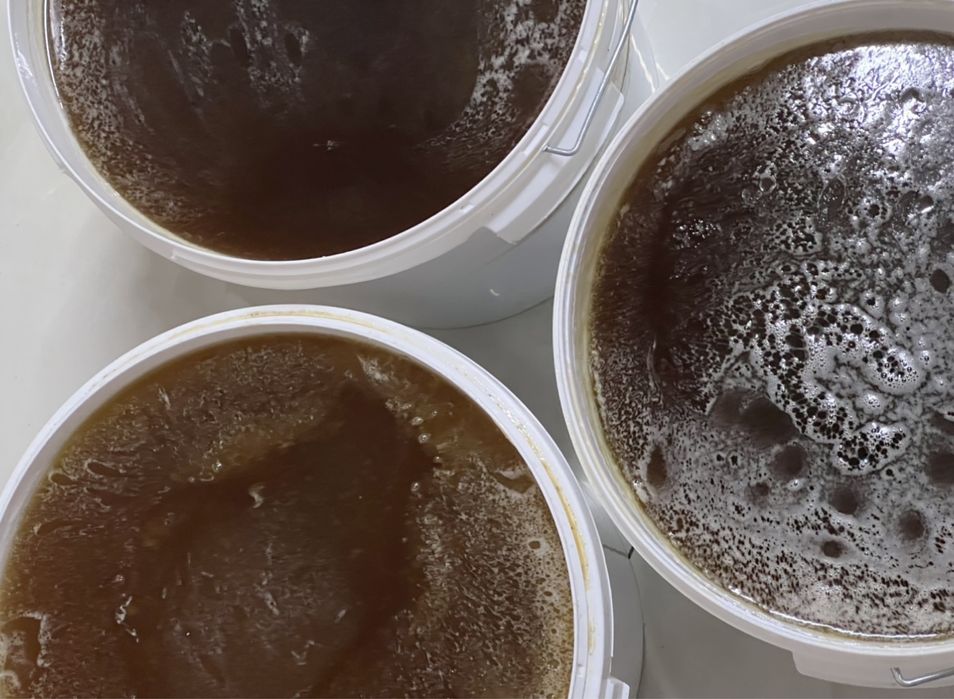 miód leśny naturalny własne pasieki rodziny matki pszczele