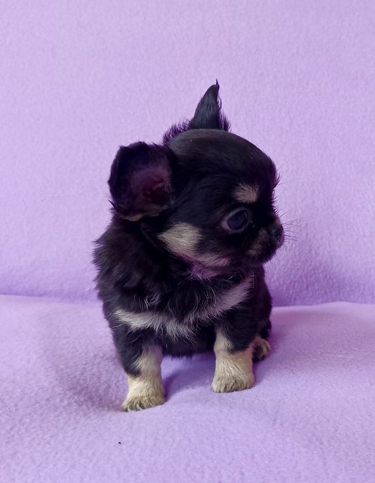 Chihuahua długowłosa sunia