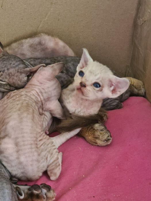 Котята девон-рекс бронирование