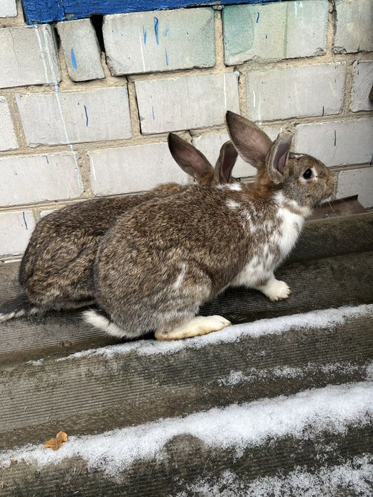Кролі, кролі велетні, самки та самці