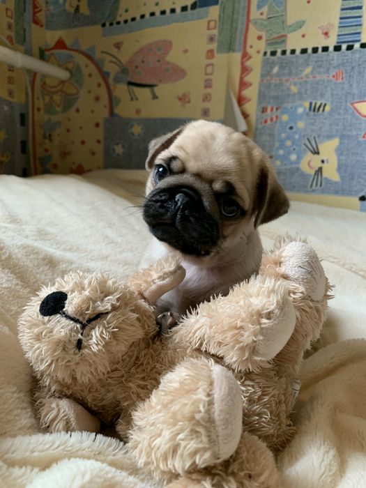 Бомбезні мопсики