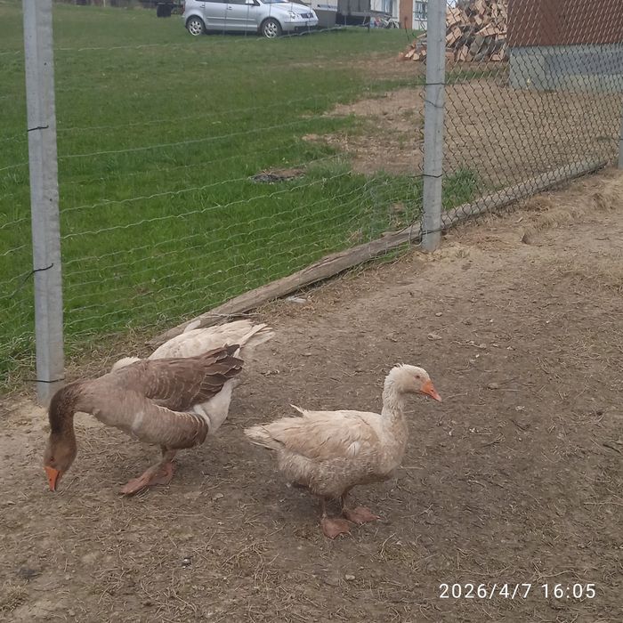 Sprzedam gąski i gąsior