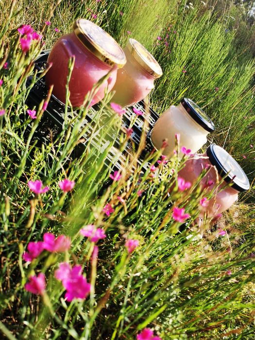 Miód owocowy z owocami