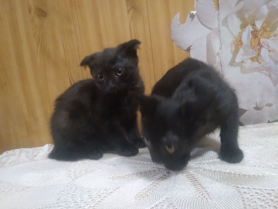 Продам шотландцив