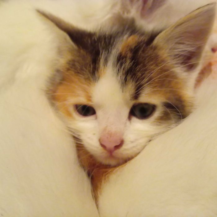 Славянск, отдаю котят в добрые руки