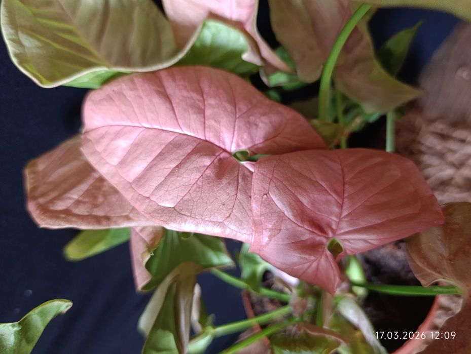 сингоніум.  Pink