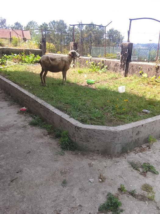 Venda ovelha ao troco