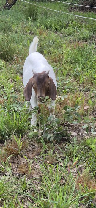 Cabrito boer puro