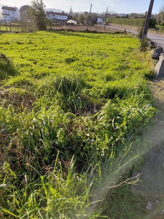 Terreno em São Pedro Alvito