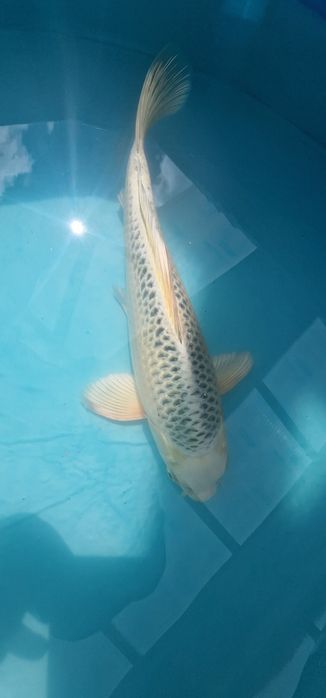 Carpa koi com 35cm