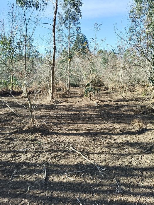 Terreno com uma área de 8180 m2.

Área de  produção Agrícola.