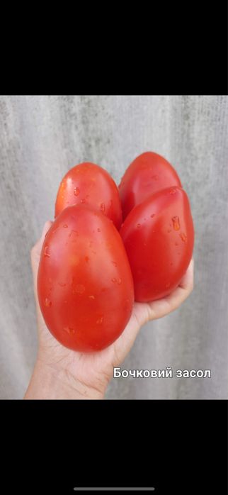 Насіння помідорів сливок, перцевидних сортів. Насіння перців, баклажан