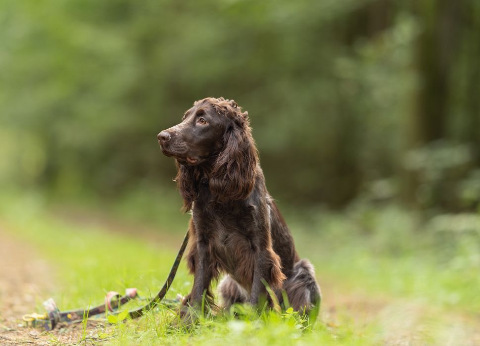 Polski spaniel myśliwski Arnika