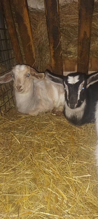 Kózki koziołki młode