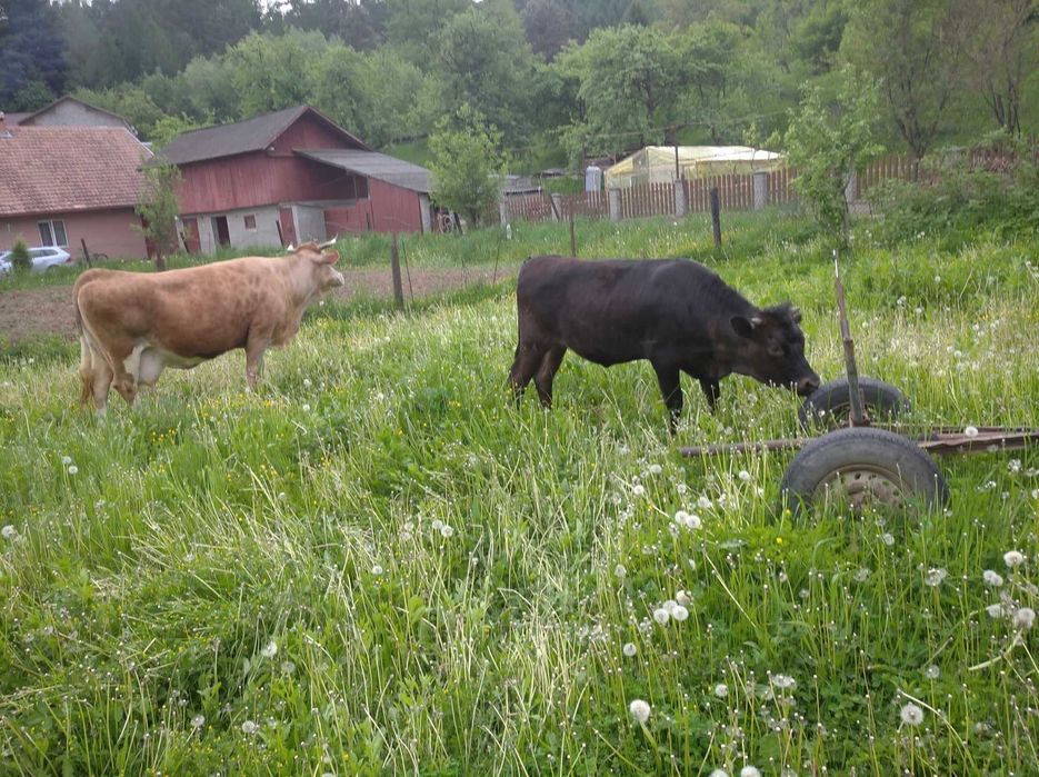 Продається ялівка