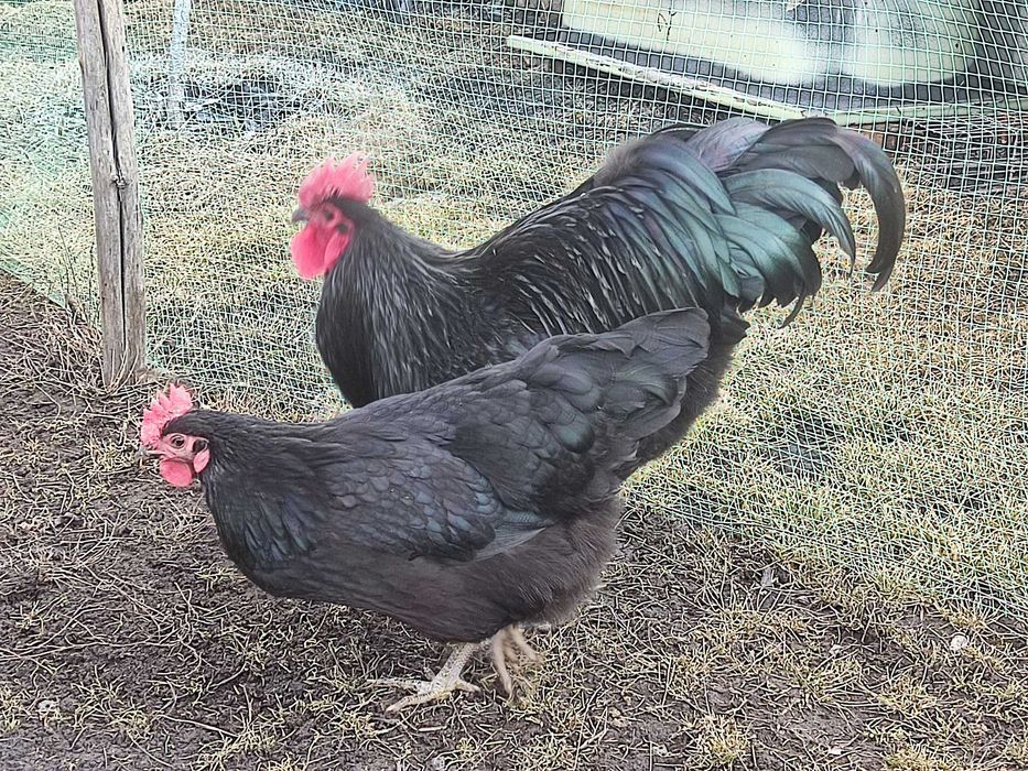 Продам яйце на інкубацію курей породи Австралорп (чорний).