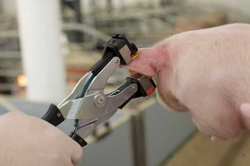 KOLCZYKOWNICA - Prima Flex_ Krowy_świnie_owce