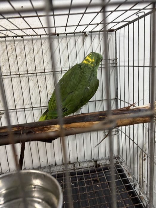 Papagaio auropaliata com 2 anos