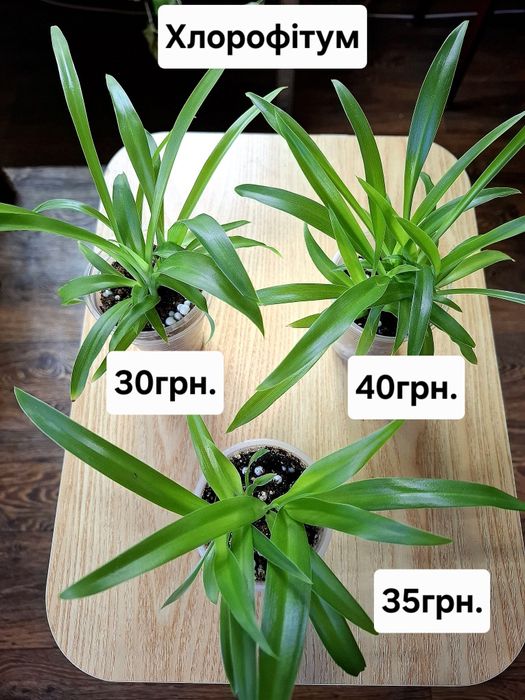 Кімнатні квіти, ціна підписана.