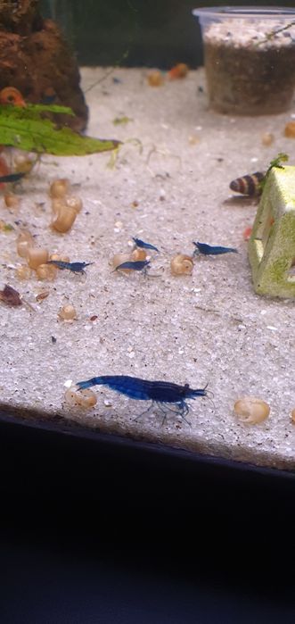 Camarões Neocaridina Blue Dream