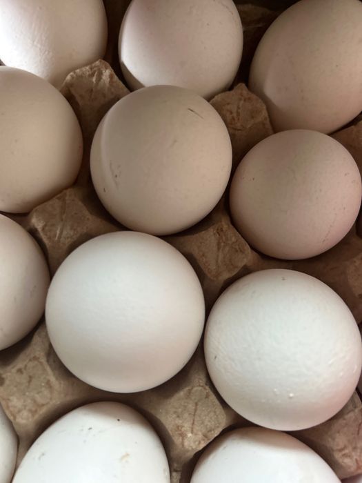 Кури легорн річні несуться