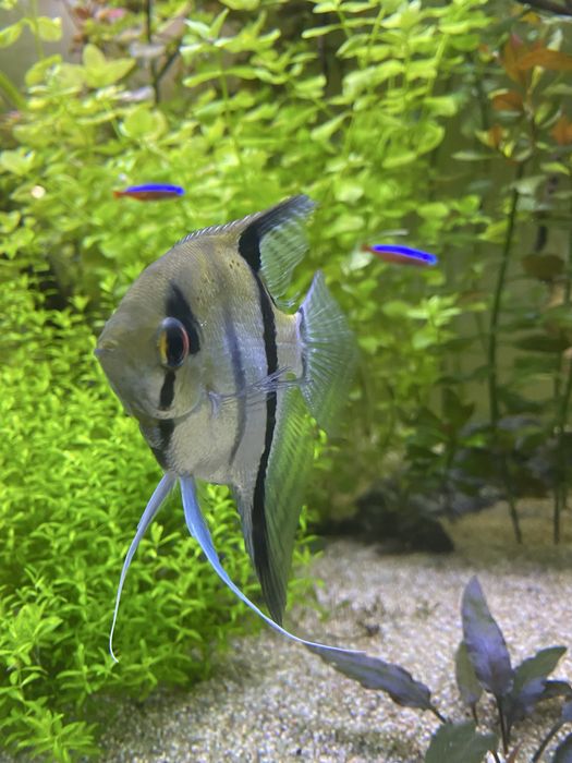 Femea escalar (peixe)