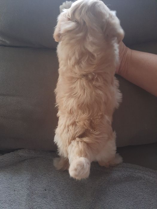 Cachorro beje 2 meses