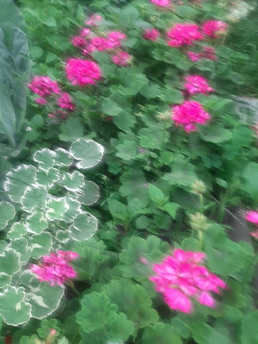 Кімнатні вазони пеларгонії