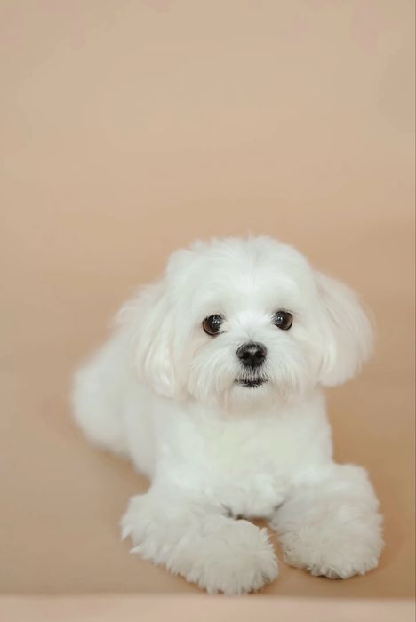 Мальтезе шукає наречену