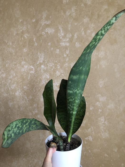 Сансевієрія Масоніана Конго