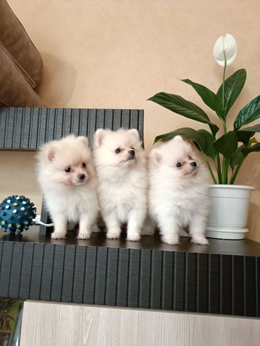 Плюшева біла трійця шукають родину!