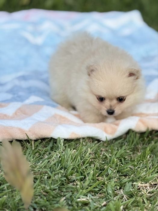 Lulu da Pomerânia menino Micro Miniatura